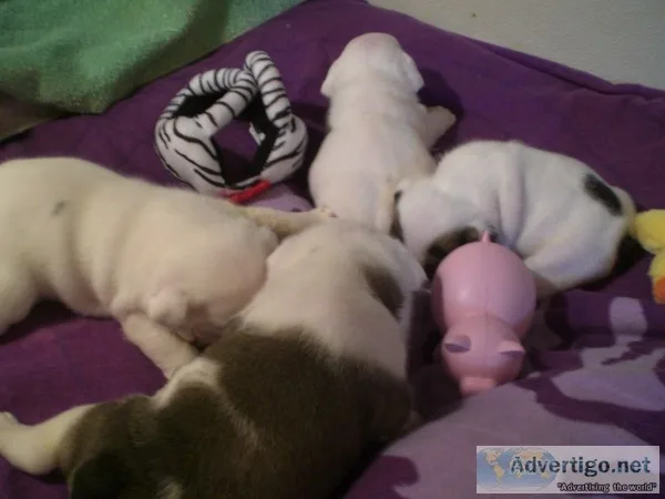 Available english bulldog puppies