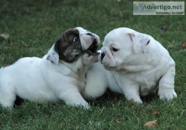 Available english bulldog puppies