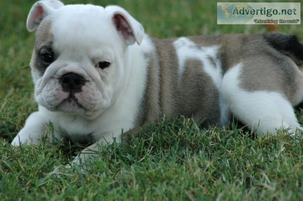 Available english bulldog puppies