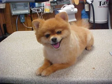 Pomeranian for adoption