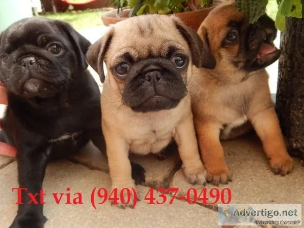 Charming akc reg pug puppies 