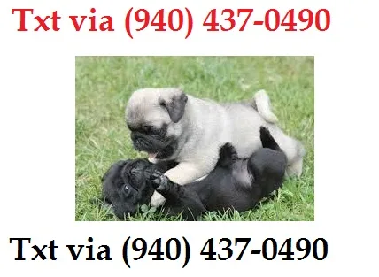 Affectionate pug puppies available xsxs