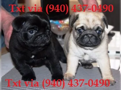 Cute pug puppies for re-homing ✔✔_ 80;🏁
