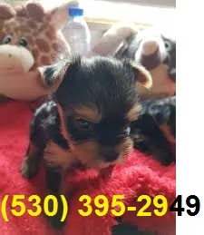 Azqwerfg outstanding yorkie puppies