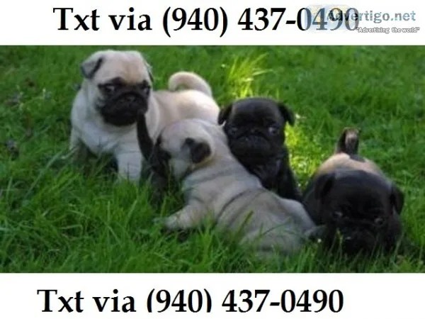 12 weeks old pug puppies xsed