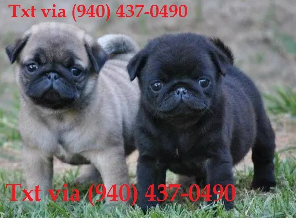 Adorable pug puppies available