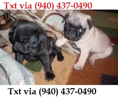 Pug puppies available male and female za