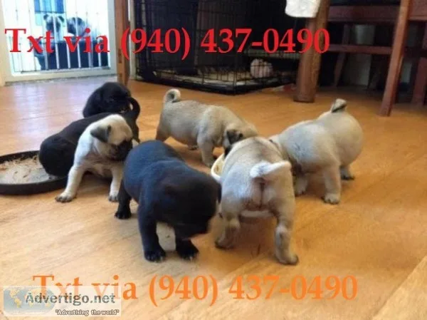 Cute pug puppies ready xsde