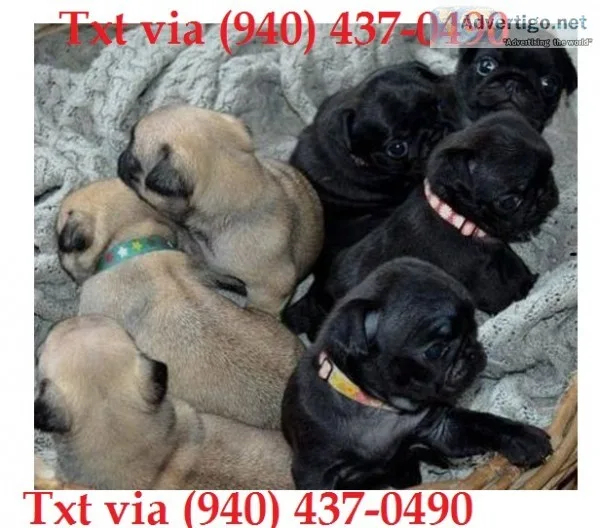 Azxsdc pug puppies available
