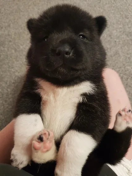 Beautiful akitia puppies for sale