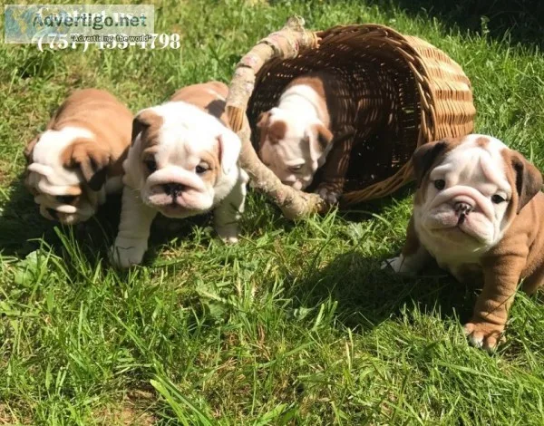 English bulldog puppies for sale - la