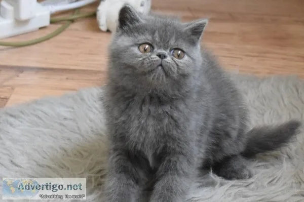Beautiful exotic shorthair kitten