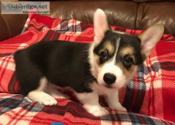 Akc pembroke welsh corg