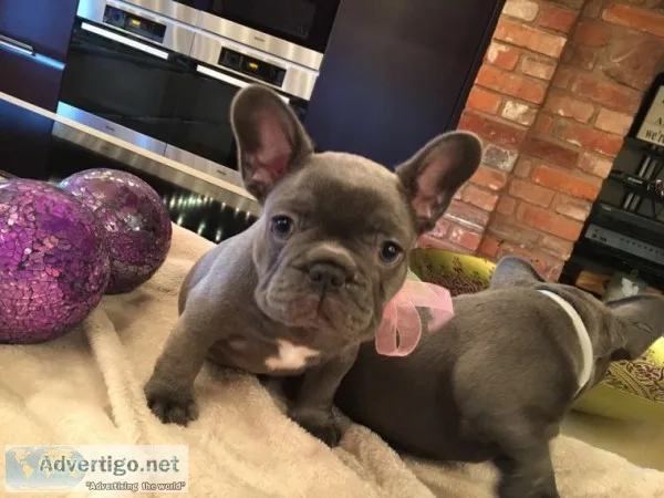 Blue french bulldog pups