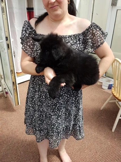  black long coat german shepherd puppy