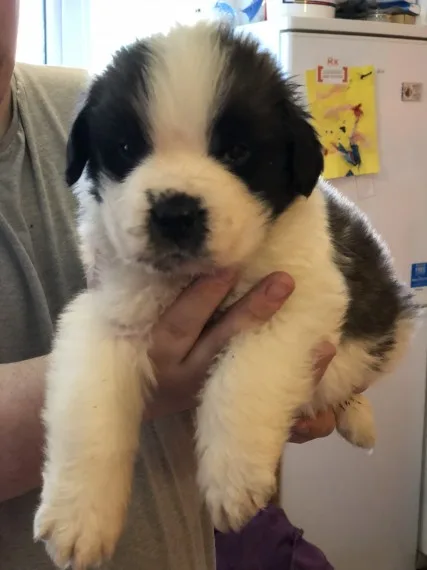 Stunning rough coat st bernard girl pup