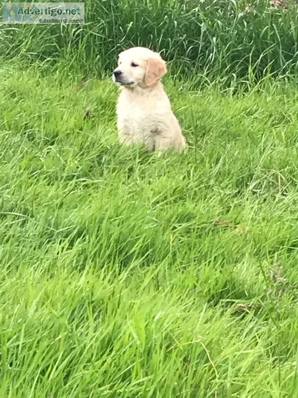 Golden retriever puppies 