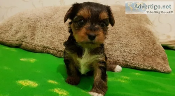 Tea cup yorkie puppies for sale 