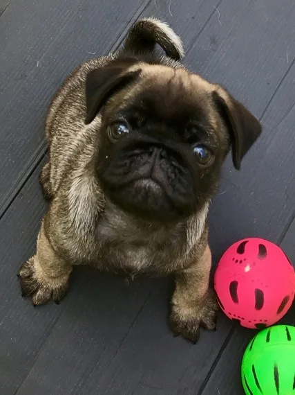  registered pug puppy for sale