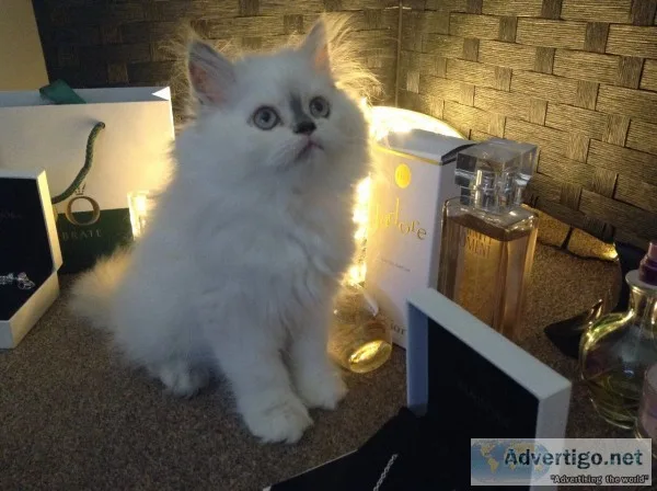 Persian kitten ready to go 