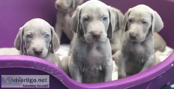 Outstanding akc weimaraner puppies