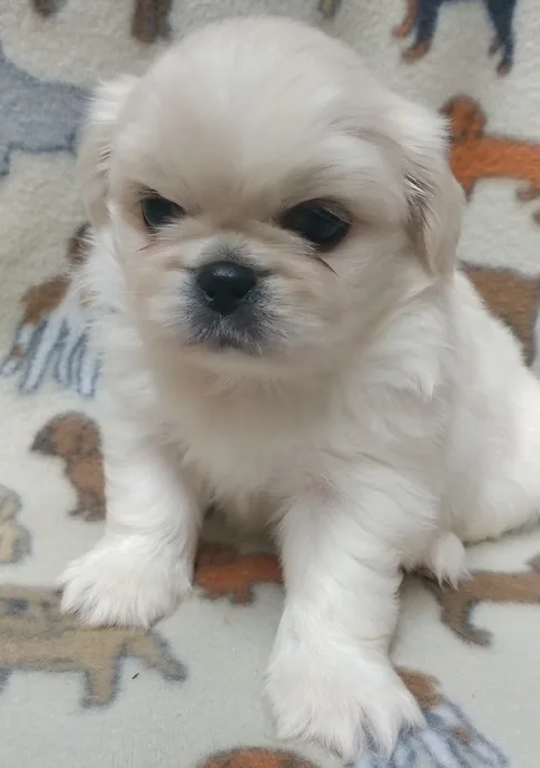Creme and white pekingese puppies