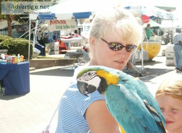 Very friendly female blue and gold 