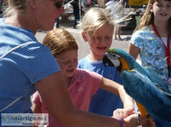  hand reared macaw parrot available 