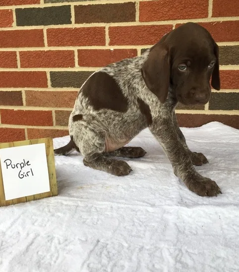 German shorthaired pointer puppies ready