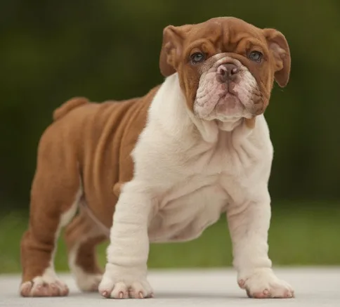 English bulldog puppies for sale