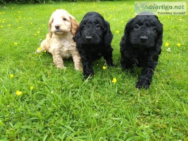 Cockapoo puppies (health tested parents