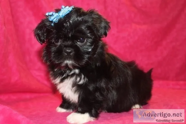 Two shih tzu potty trained puppies