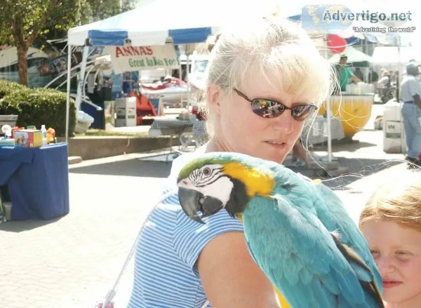 5 years old macaw parrot