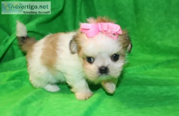 Two shih tzu potty trained puppies