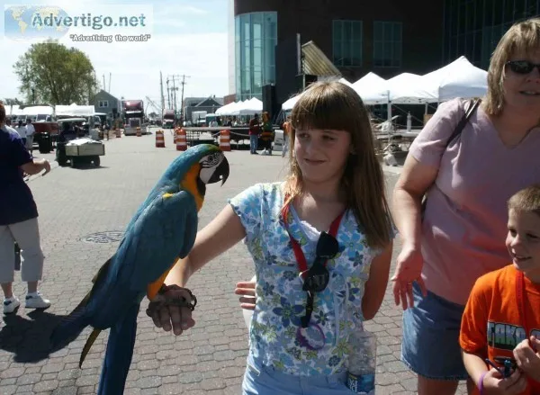 5 years old macaw parrot