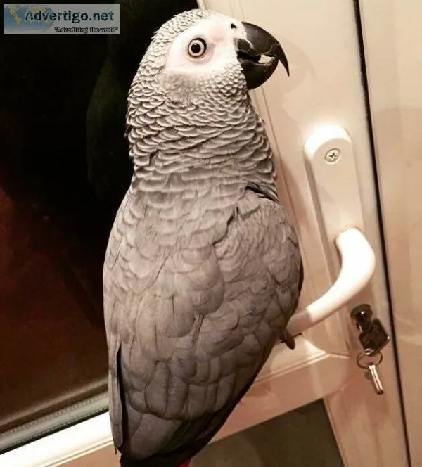 African* grey parrot good with ~stranger