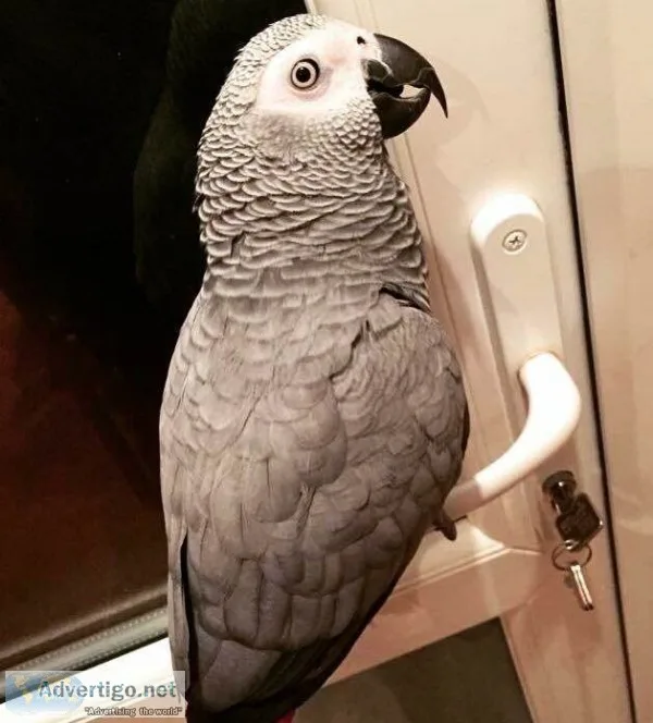  african grey parrot 