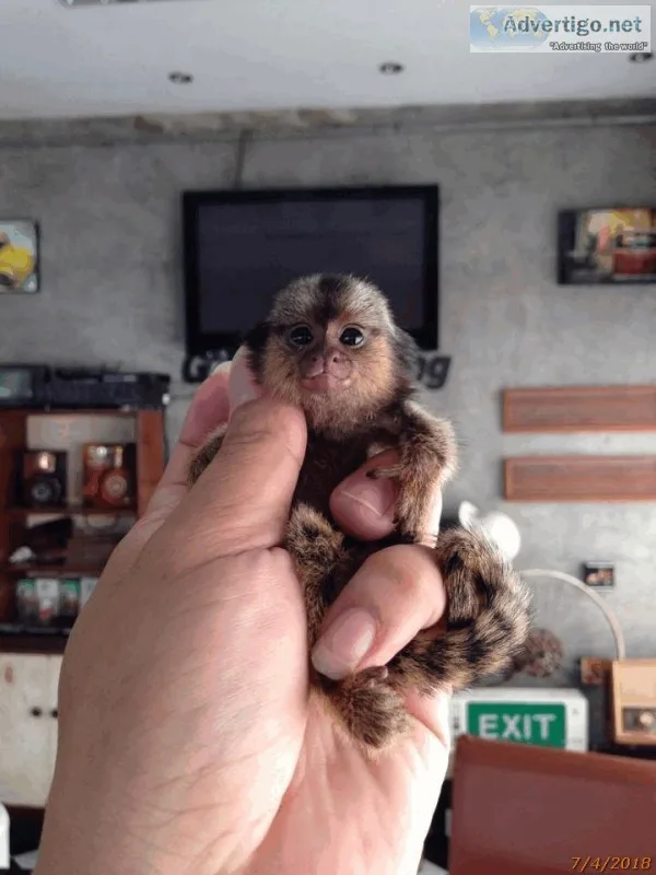 Baby marmoset monkeys for adoption, text 