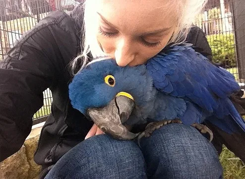 Hyacinth macaw parrot