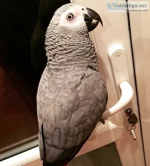  african grey parrot 