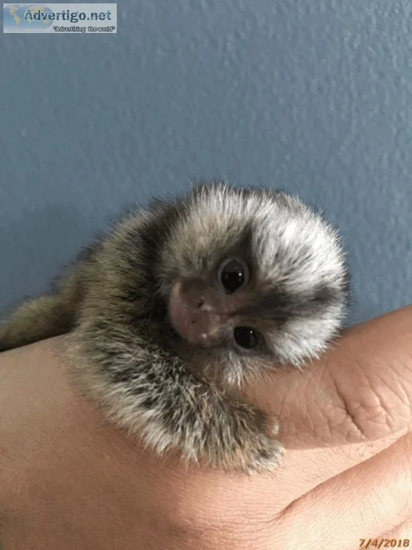 Baby marmoset monkeys for adoption, text 