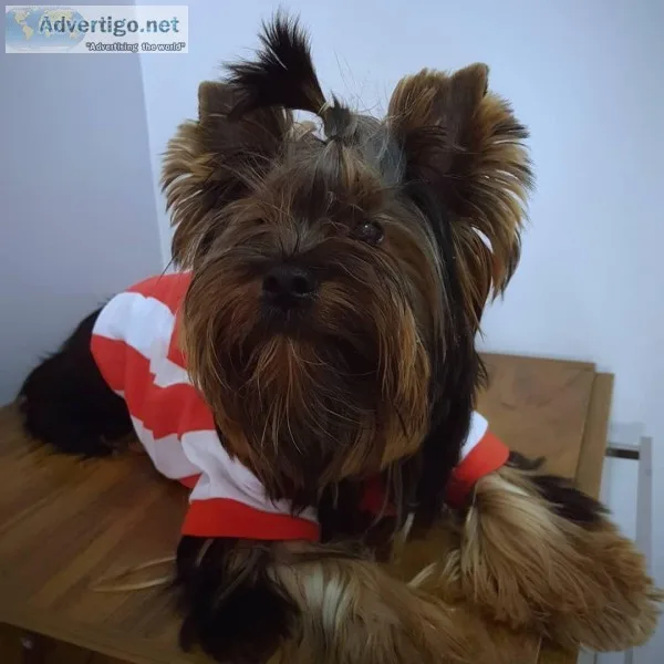 13 weeks yorkie