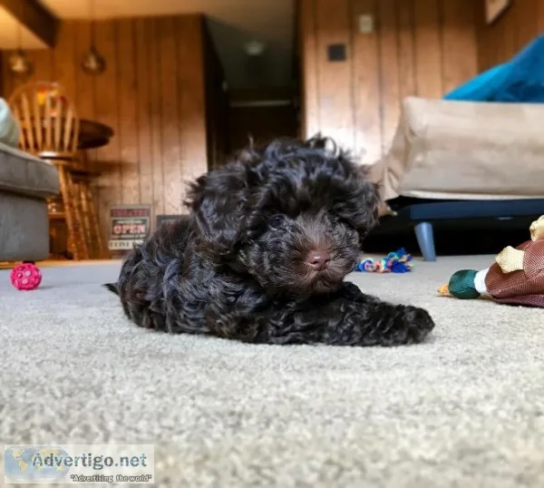 Female poodle 13 weeks old for adoption