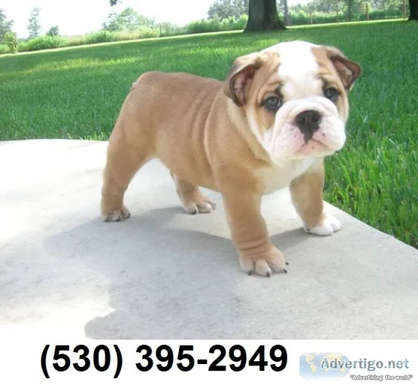 Dtghthuu cute english bulldog puppies