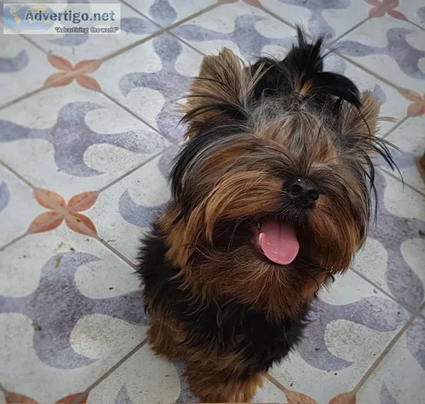 13 weeks yorkie