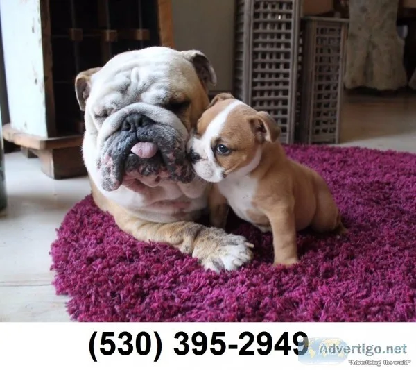 Cxvbn loving two english bulldog puppies