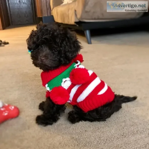 Female poodle 13 weeks old for adoption