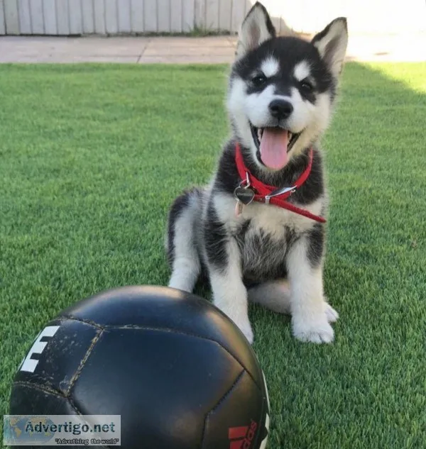 Outstanding siberian husky puppies