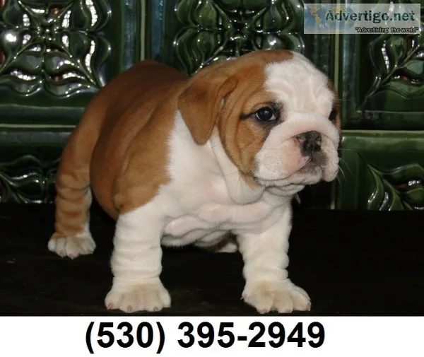 Gfhyt two english bulldog puppies ready