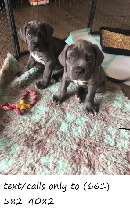 Bhnjui ready two english bulldog puppies